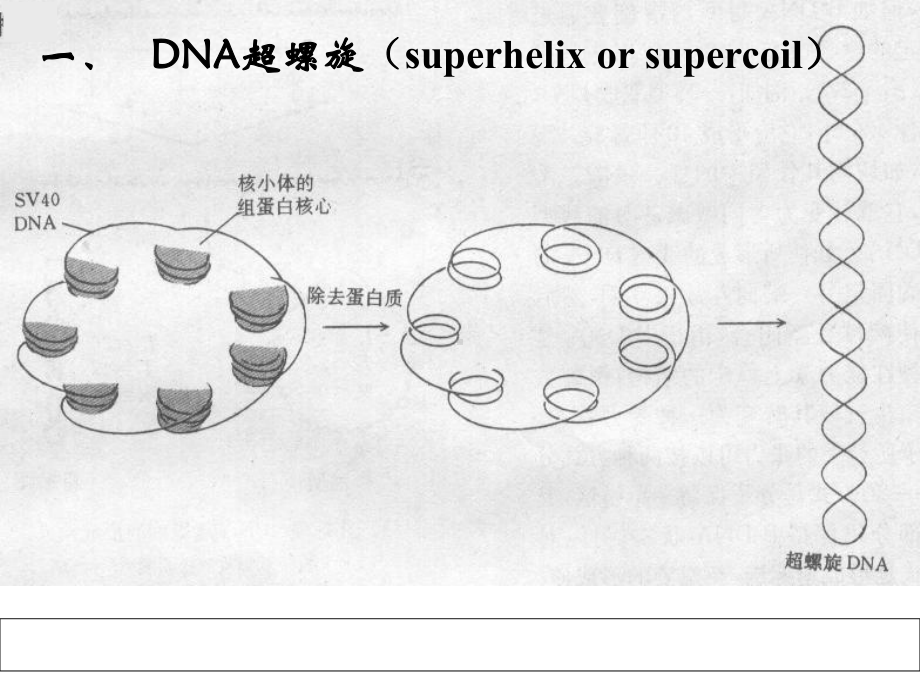 DNA超螺旋基因组染色体精选课件.ppt_第2页