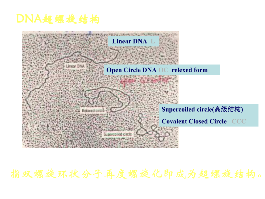 DNA超螺旋基因组染色体精选课件.ppt_第3页