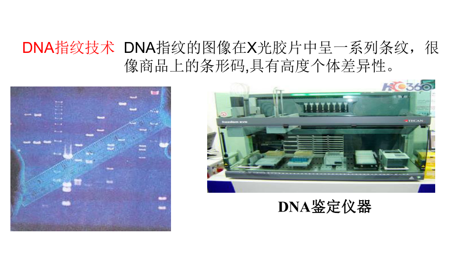 23《遗传信息的携带者核酸》34课件.pptx_第3页