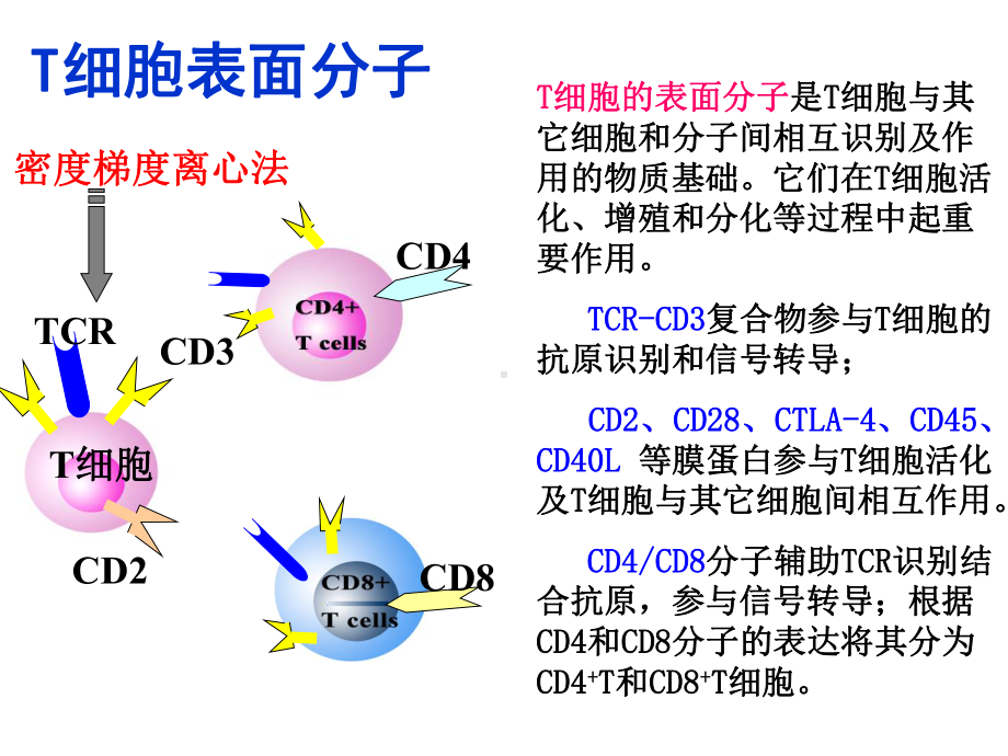 E玫瑰花环形成实验课件.ppt_第3页