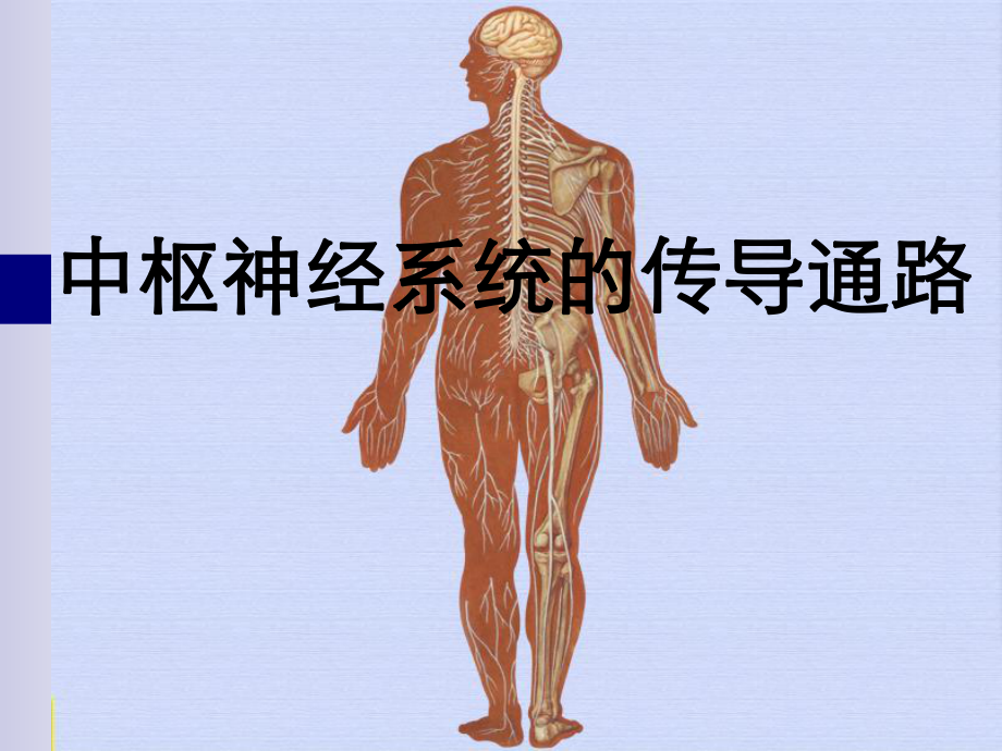 人体解剖中枢神经系统传导通路传导路课件.ppt_第1页