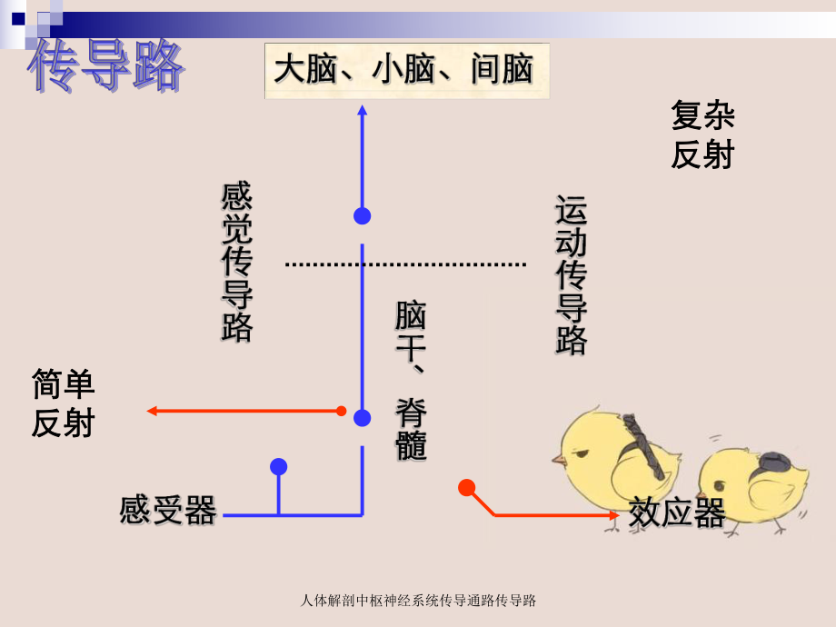 人体解剖中枢神经系统传导通路传导路课件.ppt_第3页