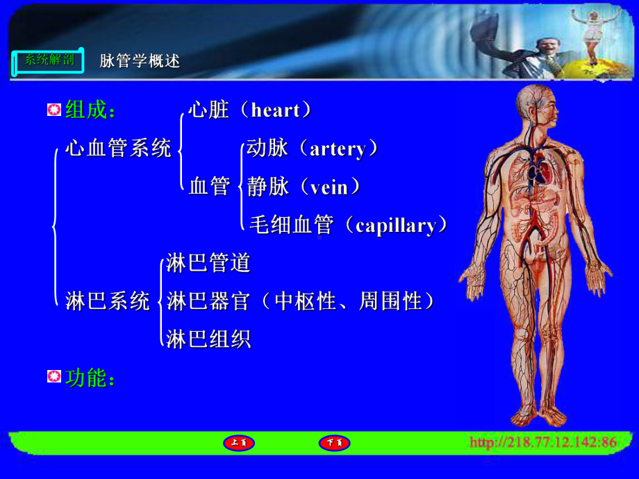 人体解剖心脏医学课件.ppt_第3页