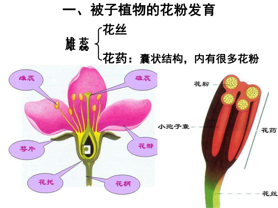 专题三课题2月季的花药培养绝对经典课件.ppt_第3页