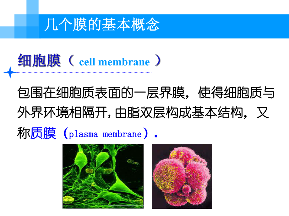 《细胞生物学》细胞膜课件.ppt_第2页