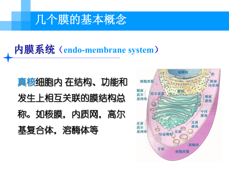 《细胞生物学》细胞膜课件.ppt_第3页