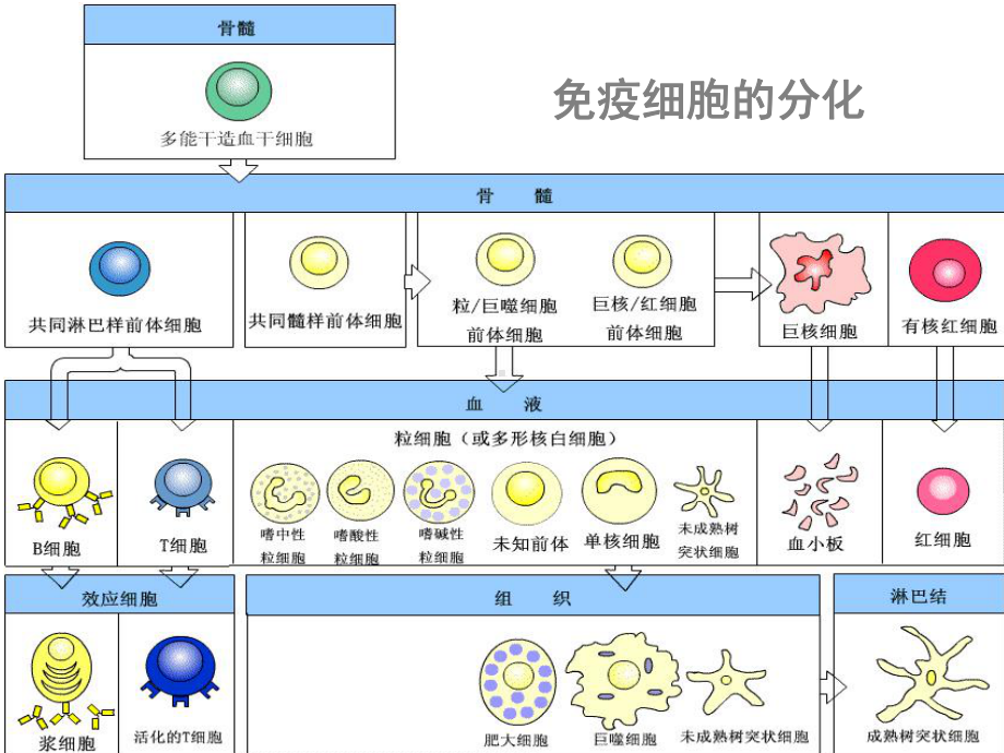 B淋巴细胞及抗原提呈细胞医学课件.ppt_第2页