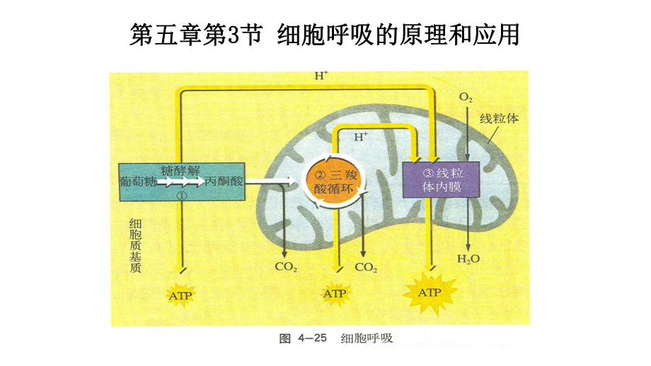 20202021学年高中生物必修一第五章第3节细胞呼吸的原理和应用课件.pptx_第1页