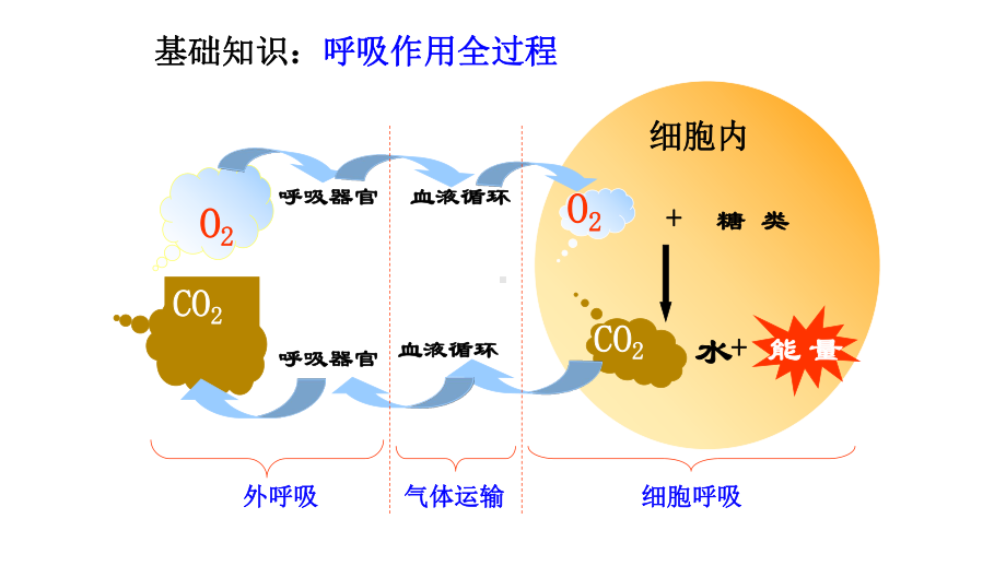 20202021学年高中生物必修一第五章第3节细胞呼吸的原理和应用课件.pptx_第3页