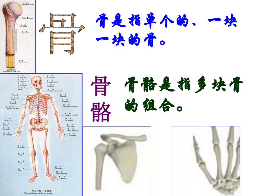 523动物的运动和行为考点总结课件.ppt_第3页