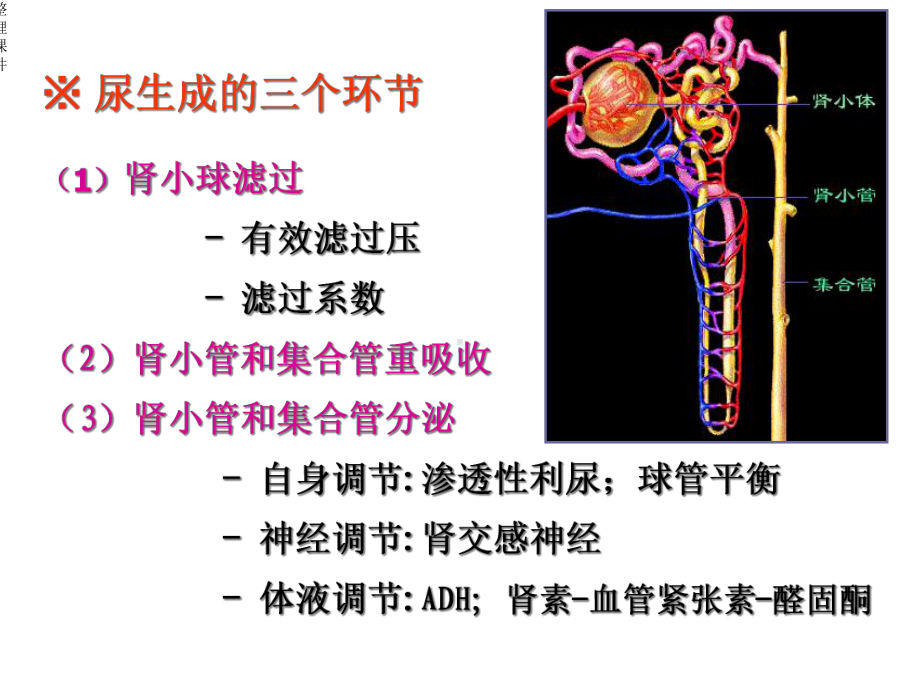 《影响尿生成的因素》课件.ppt_第3页