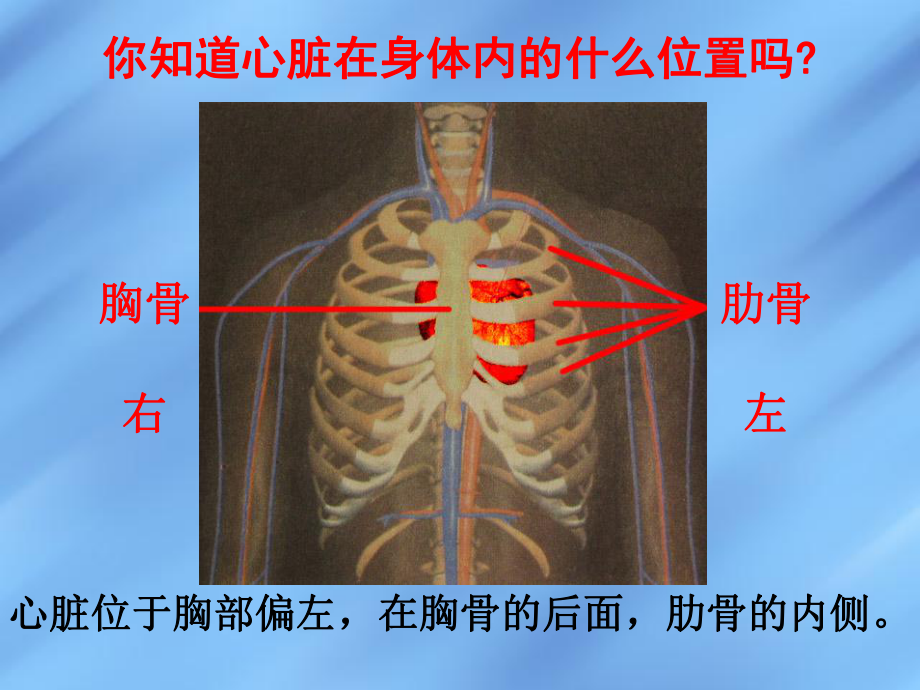 五年级上册科学心脏和血液循环苏教版课件4.ppt_第3页