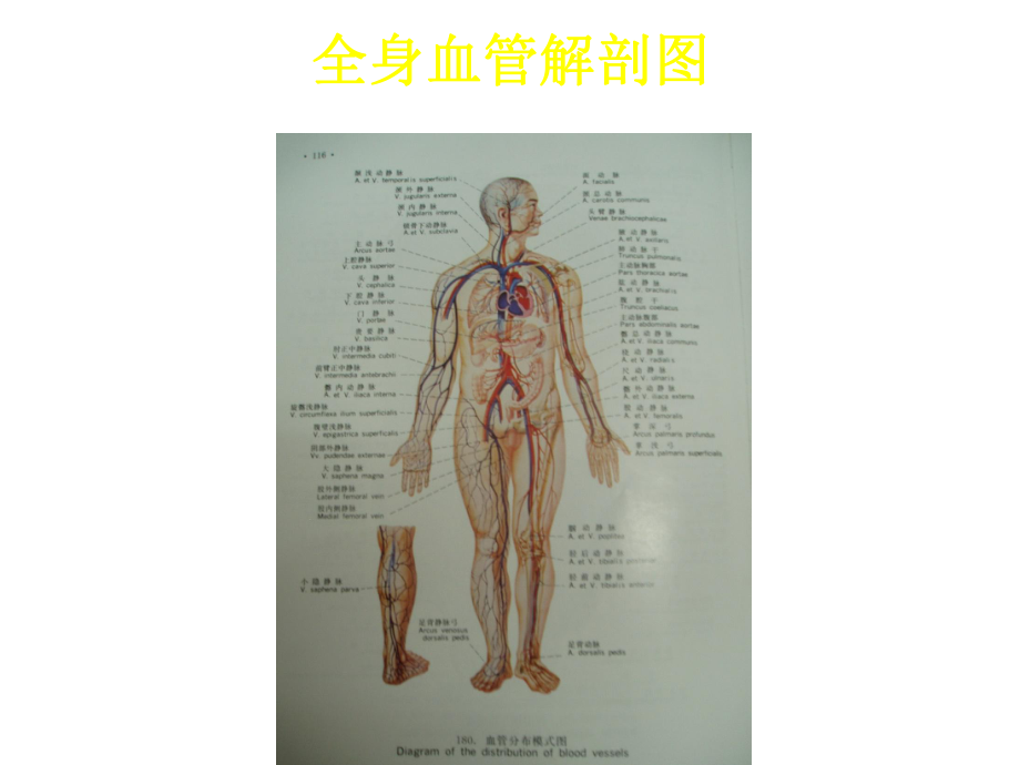 上腔静脉综合征的输液管理课件.ppt_第3页