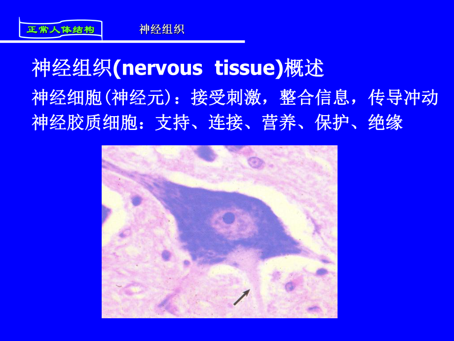 人体解剖与组织胚胎第四章神经组织医学课件.ppt_第3页