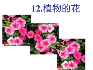 五年级下册科学植物的花青岛版课件.ppt