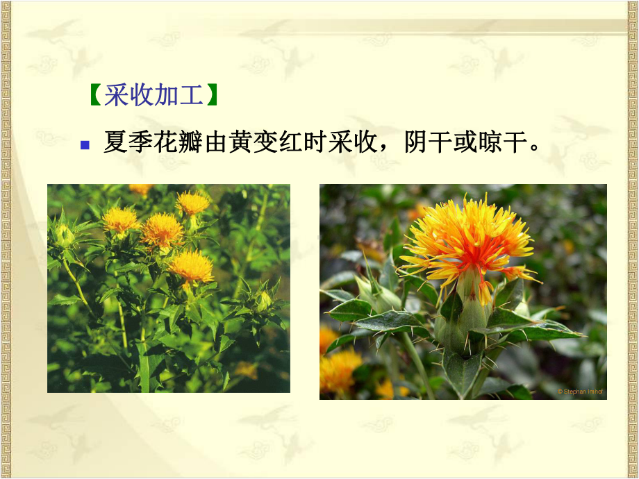 中药鉴定学：花类中药课件.ppt_第3页