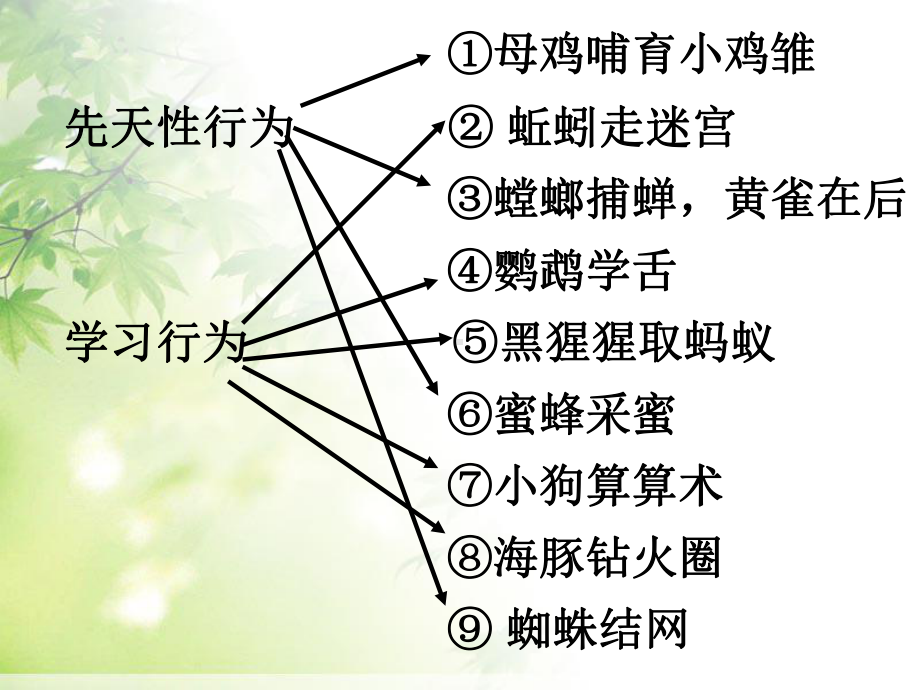 人教版八年级生物上册社会行为课件3.ppt_第3页