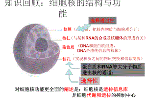 《被动运输》优质教学人教版课件.ppt