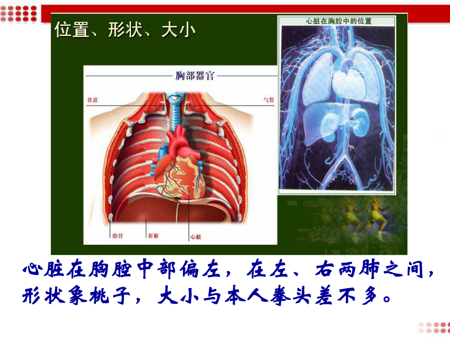 人教版七年级下册生物第三节输送血液的泵-心脏课件.ppt_第3页