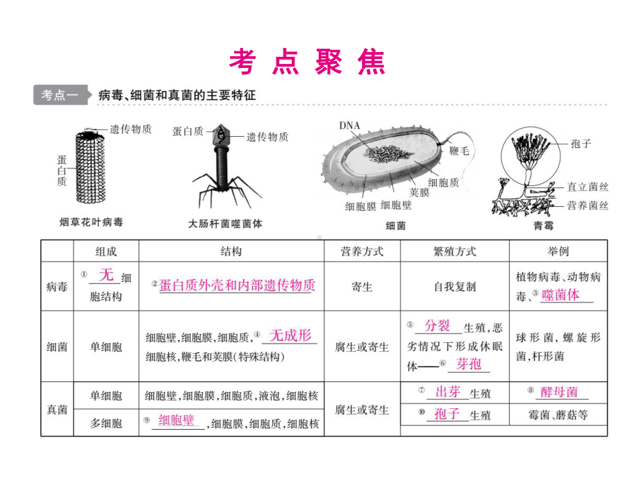 2020年中考生物第4讲病毒、细菌和真菌课件.ppt_第3页