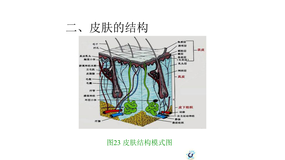 03岁婴幼儿皮肤特点及保育课件.pptx_第3页