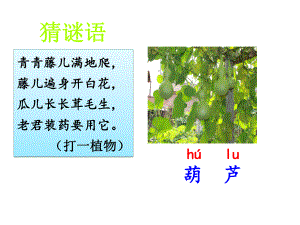 《我要的是葫芦》完整版部编版小学语文1课件.ppt