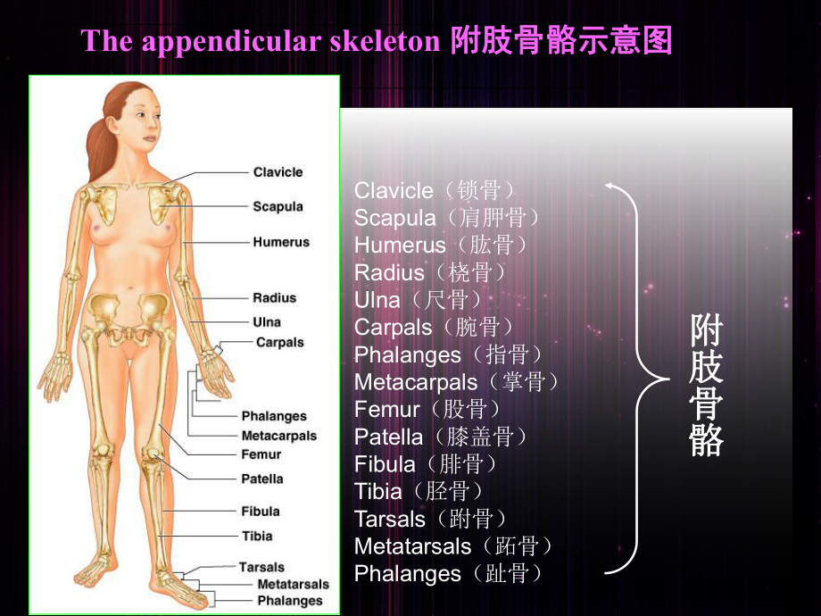 人体附肢骨骼课件.ppt_第2页