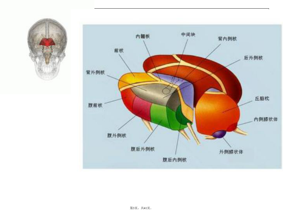 丘脑供血动脉及丘脑梗死(共41张)课件.pptx_第3页