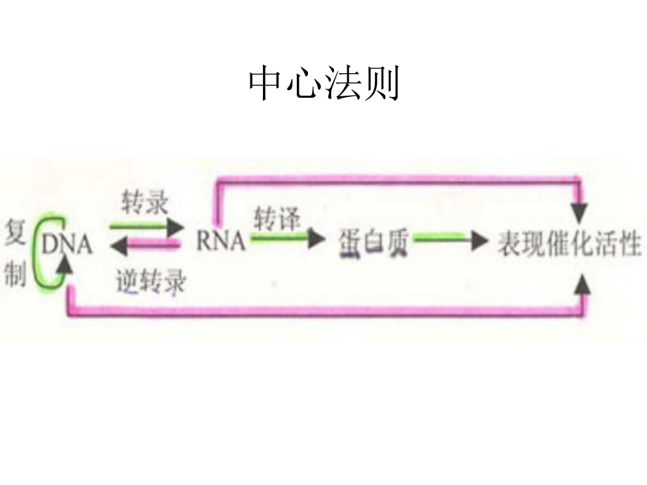 《遗传学》第十一章转录课件.ppt_第2页