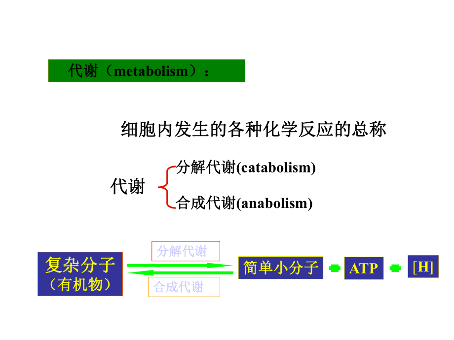 chap5微生物的新陈代谢课件.ppt_第2页