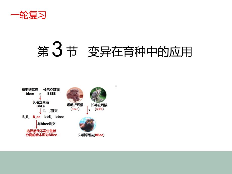 63高中生物一轮复习育种课件.pptx_第1页