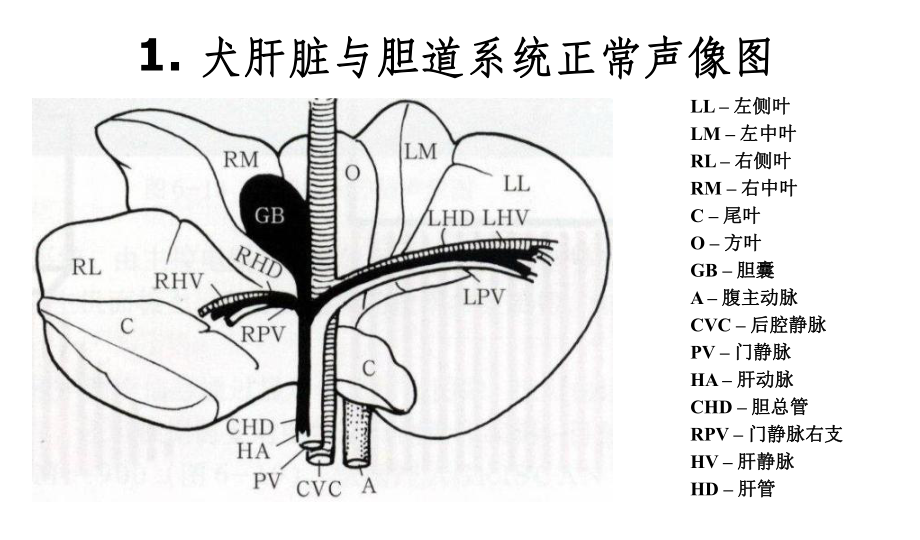 宠物诊疗技术各脏器声像图特点课件.ppt_第2页