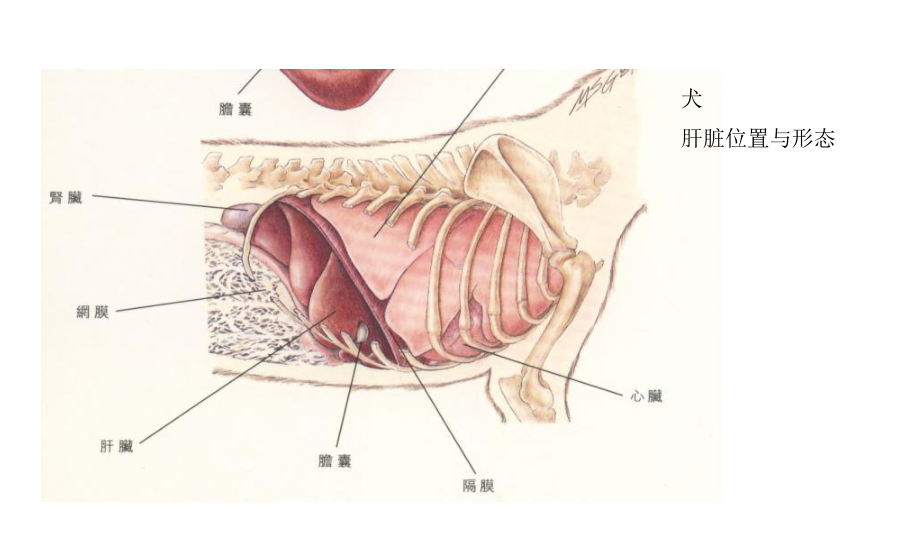 宠物诊疗技术各脏器声像图特点课件.ppt_第3页