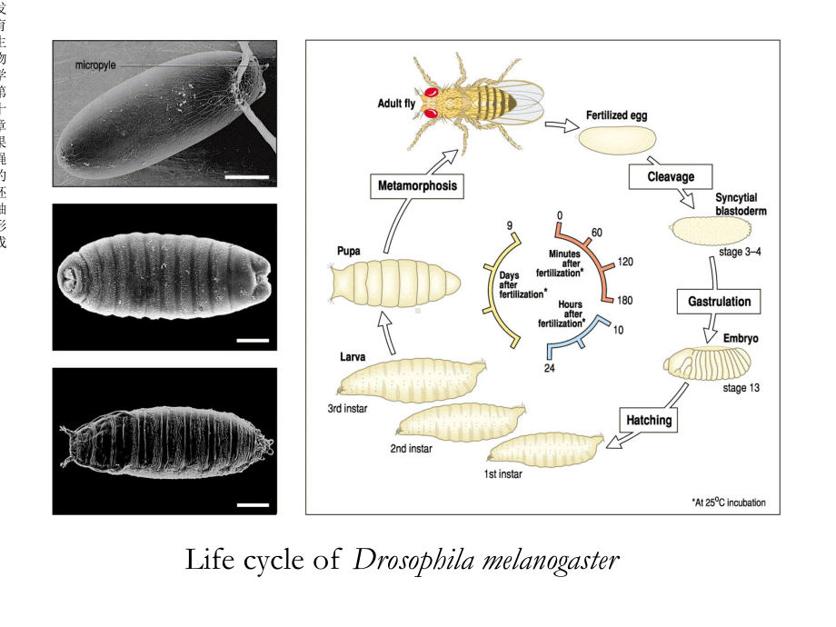 发育生物学第十章果蝇的胚轴形成课件.ppt_第2页