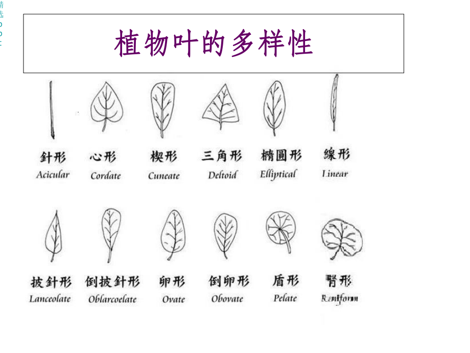 叶是光合作用的主要器官课件.ppt_第3页