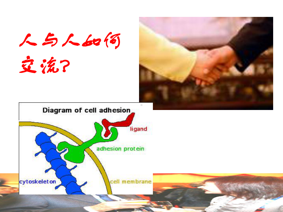 Ch07CD分子和粘附分子(阅读)课件.ppt_第2页