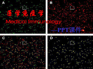 Ch07CD分子和粘附分子(阅读)课件.ppt