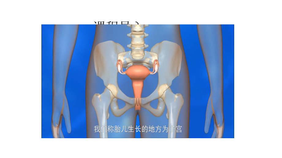 浙教版科学七年级下册11《新生命的诞生》(共15张)课件.pptx_第2页