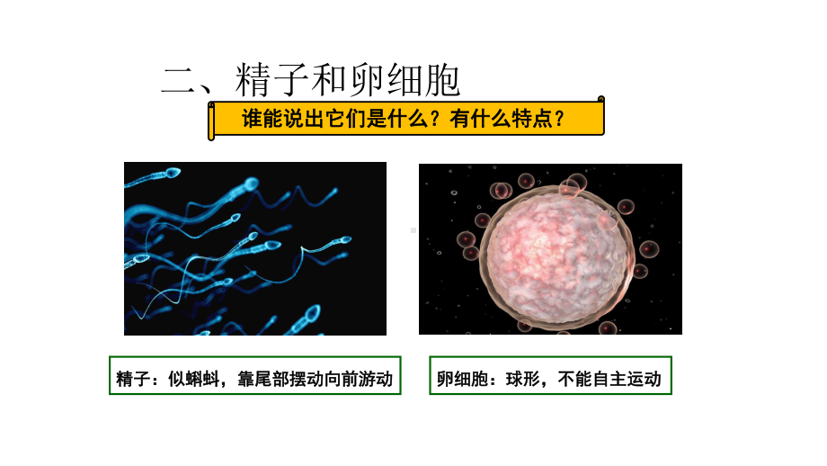 浙教版科学七年级下册11《新生命的诞生》(共15张)课件.pptx_第3页