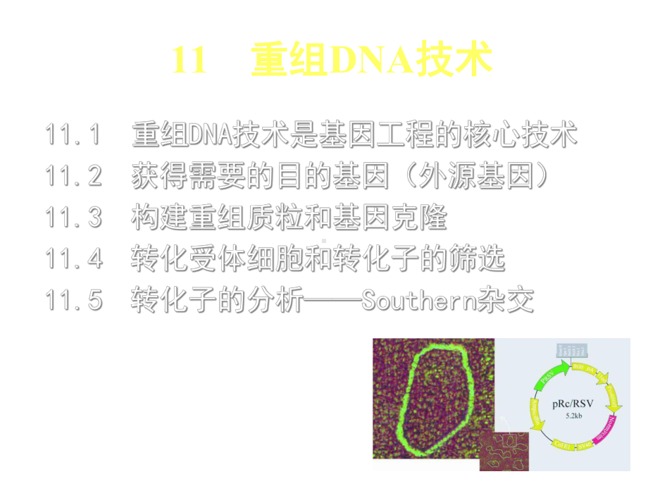 生物竞赛辅导：重组DNA技术课件.ppt_第1页