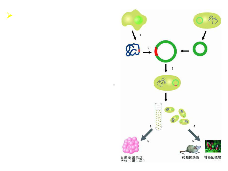 生物竞赛辅导：重组DNA技术课件.ppt_第3页