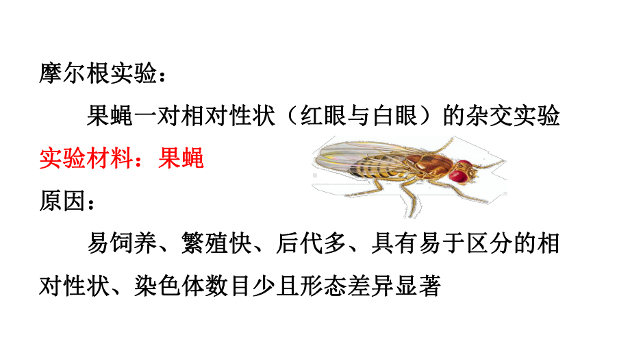 2021届高三一轮复习课件：基因在染色体上、伴性遗传及人类遗传病.pptx_第2页