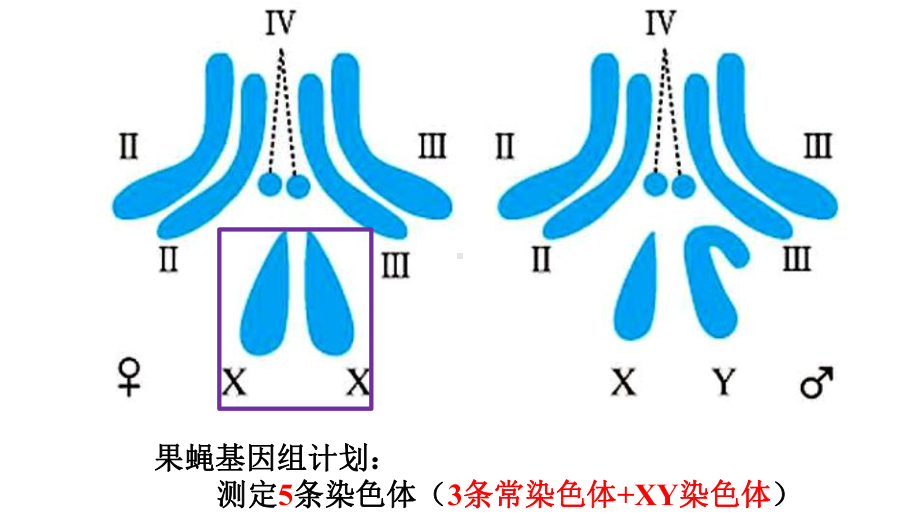 2021届高三一轮复习课件：基因在染色体上、伴性遗传及人类遗传病.pptx_第3页