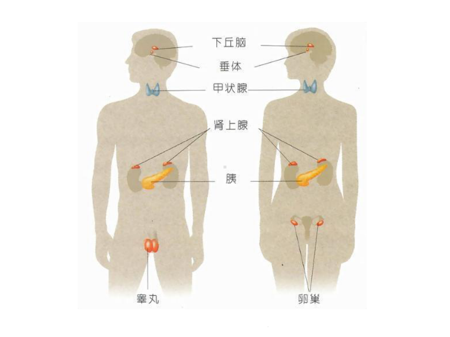 学前儿童内分泌系统(共18张)课件.pptx_第3页