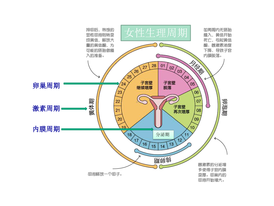 大姨妈有话说高校版课件.pptx_第2页