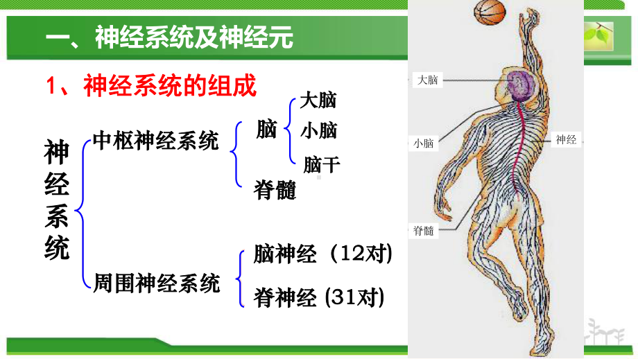 人教版高中生物必修三21通过神经系统的调节课件.ppt_第3页