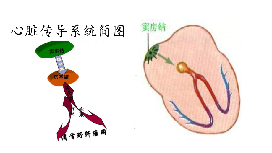 常见的心律失常及药物选择医学课件.pptx_第3页