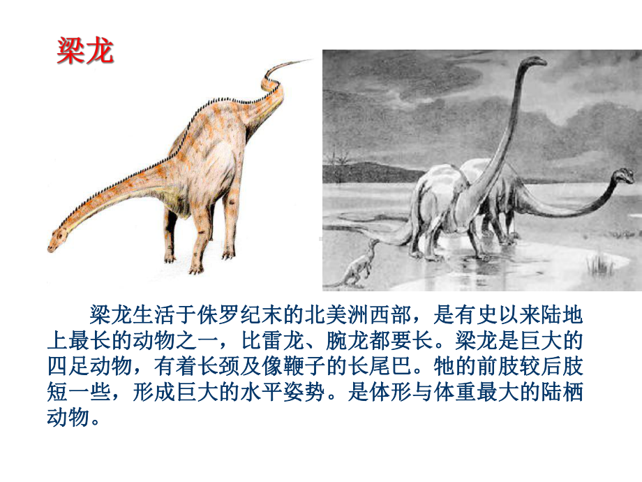 大班科学食草恐龙和食肉恐龙课件.ppt_第3页