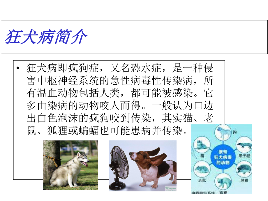 狂犬病防治知识培训课件.ppt_第3页