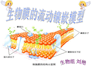 生物膜流动镶嵌模型课件.ppt